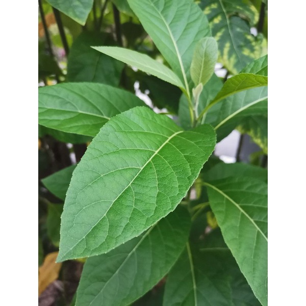 Daun Pokok Bismillah/K3tum Cina/Pokok Ubat Herba Afrika Selatan/Bitter ...