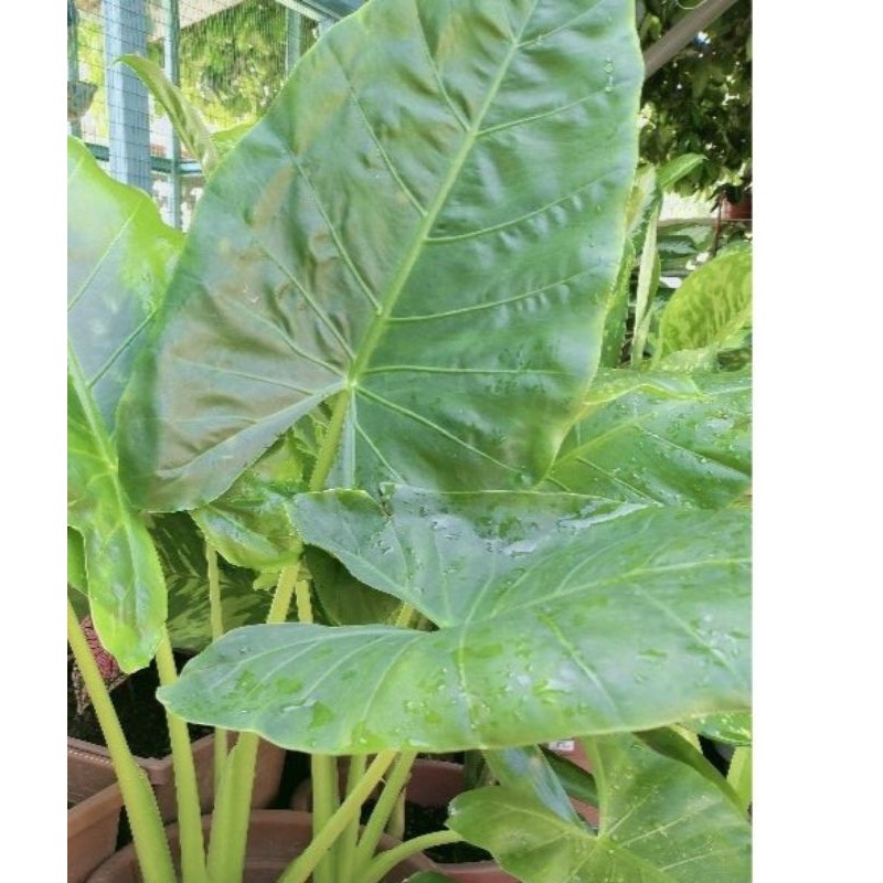 Ubi Keladi Gajah Anak Pokok Keladi Gajah Elephant Ears Plant Shopee Malaysia