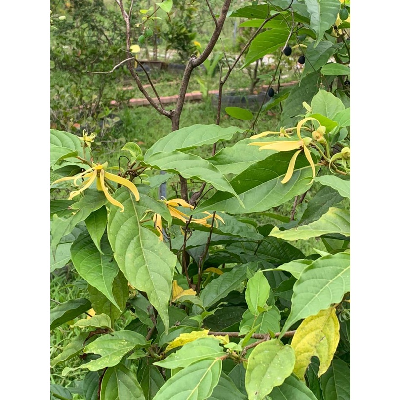 Kenanga / YlangYlang (Cananga odorata) Pokok Hidup / Live Plant