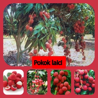 POKOK LAICI HYBRID  Shopee Malaysia