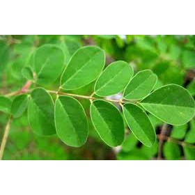 Serbuk Daun Kelor Moringa Leaf Ready Stock 40g Shopee Malaysia