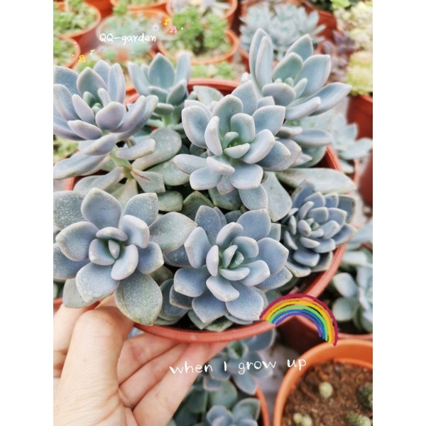 Ready Stock Echeveria Laui蓝色雪莲多肉植物gardening Plants Succulent肉肉