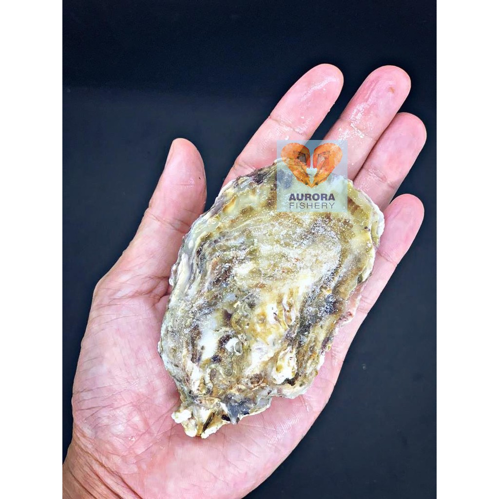 Limited Stock 日本牡蛎生蚝japan Import Harima Oyster Sashimi Grade 1kg Pack 12pcs Shopee Malaysia