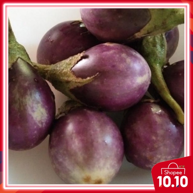 Biji benih terung ulam 30pcs seeds/biji benih | Shopee Malaysia