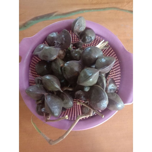 1kg Gred A Jering Tua Fresh Dari Kampung Jengkol Tua Shopee Malaysia 