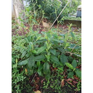 Tea Clinacanthus Nutans Elephantopus Scaber 优盾草 白花地胆头茶 5gx12 Shopee Malaysia