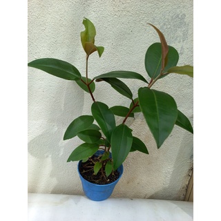 Pokok Raja Satong (live plant)  Shopee Malaysia