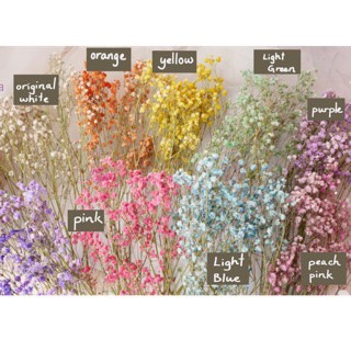 Ready Stock Dried Baby Breath Real Flower Dry Gypsophila干燥花满天星 Shopee Malaysia