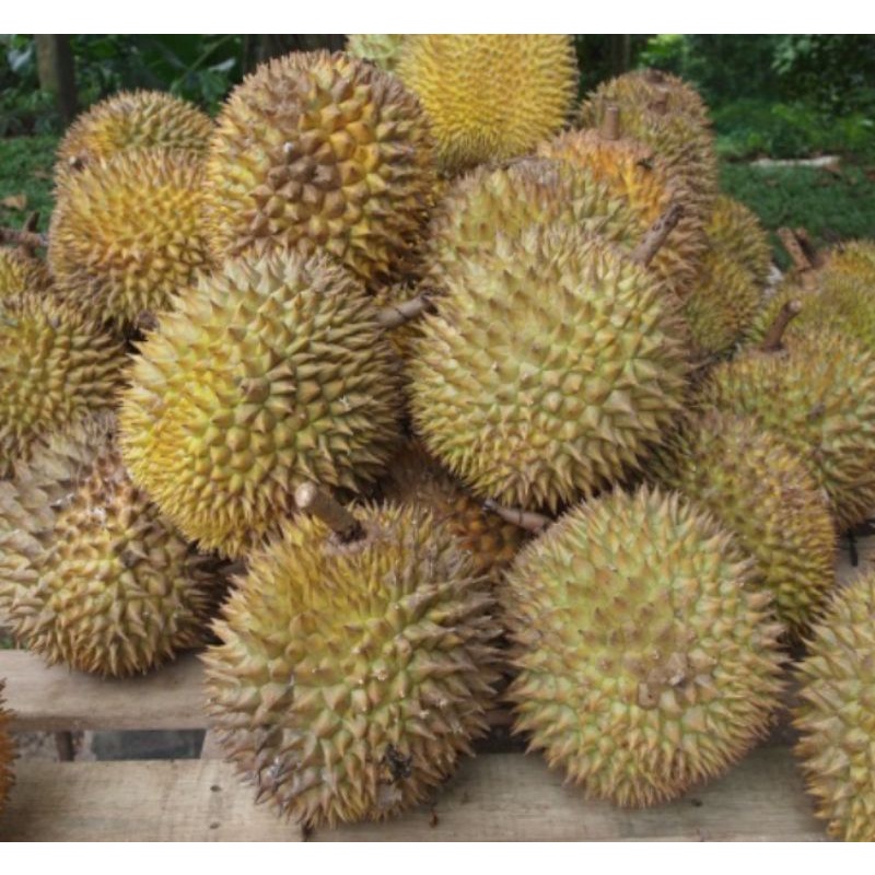 [ PROMO  ]  Fresh Durian Kampung