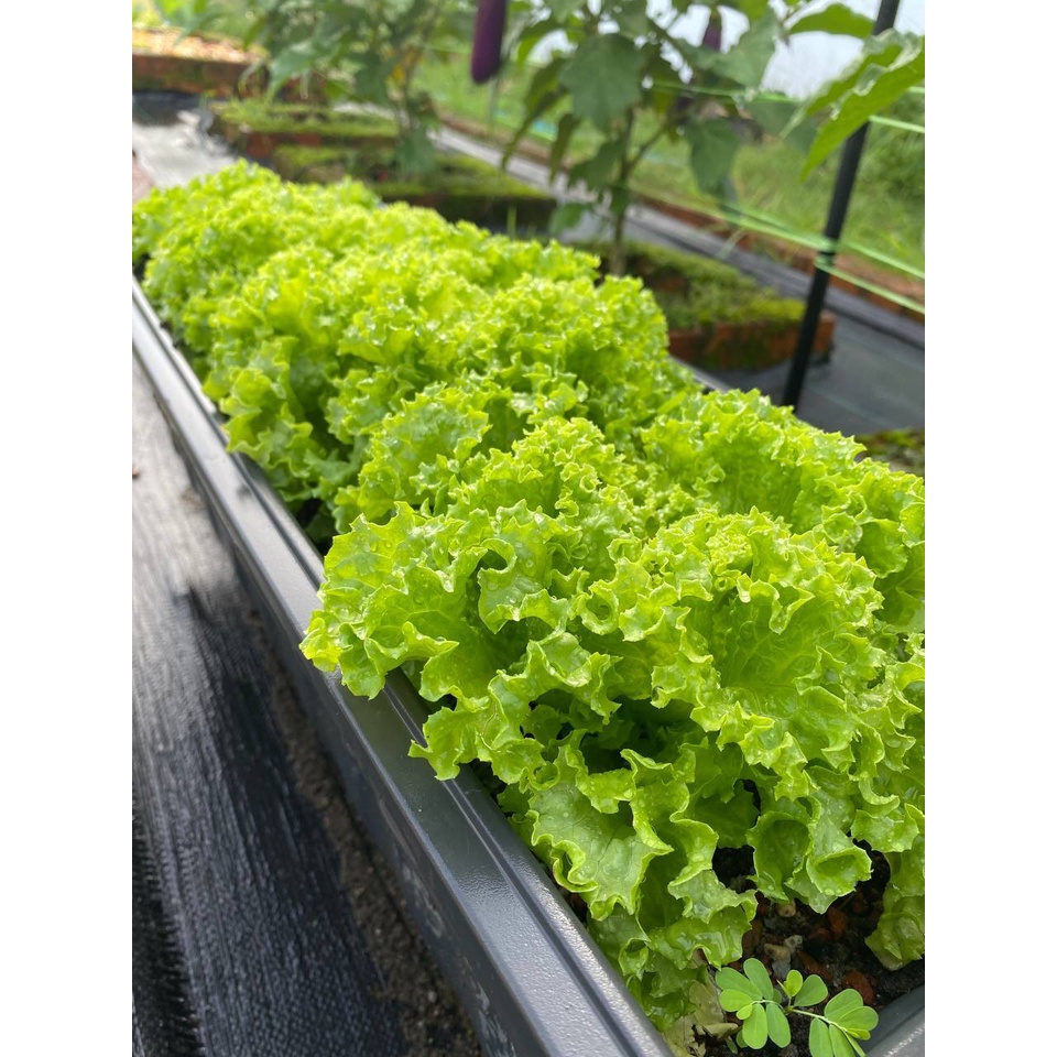 Benih Salad kerinting / Green Coral Lettuce