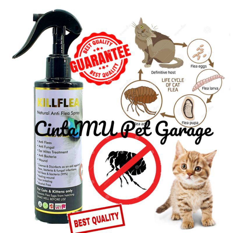 Buy KIILFLEA natural anti flea spray/ubat kutu/spray/kucing/pet 