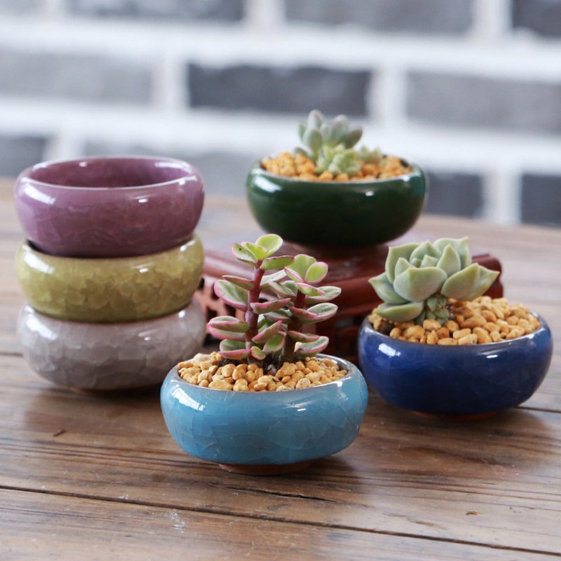 mini potted plants malaysia