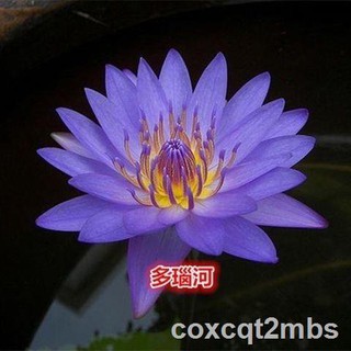 迷你睡莲根块带花芽苞碗莲种子四季水培植物室内水养小型荷花根茎 Shopee Malaysia