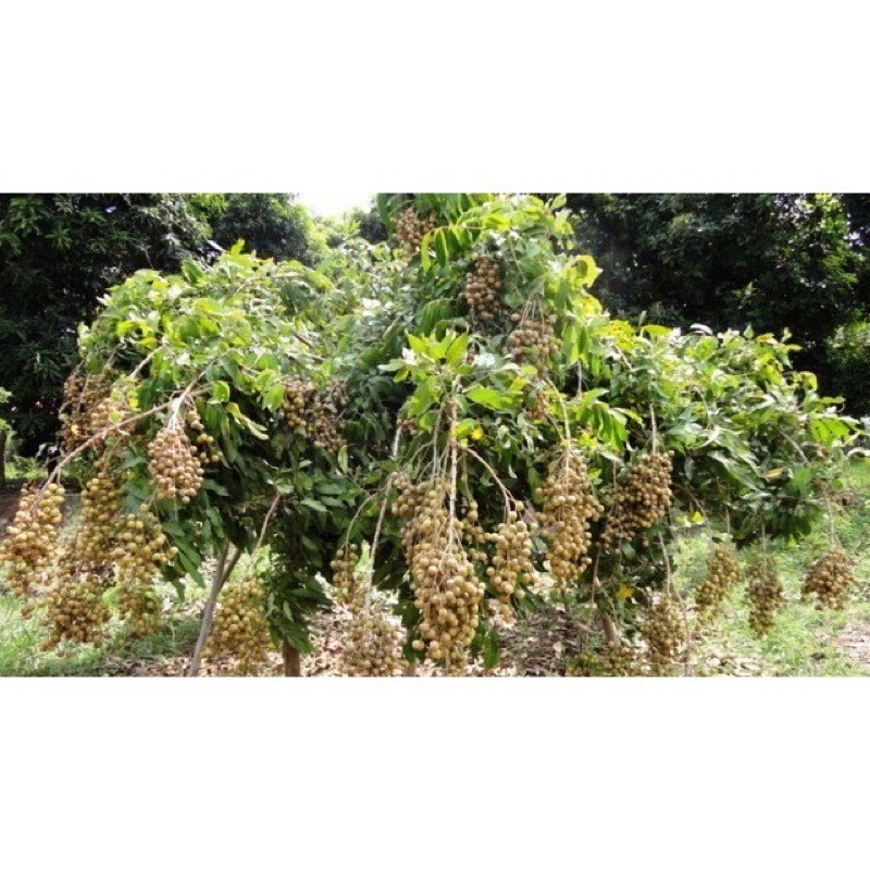 İsimle atlamak Cihaz pokok longan berlian - kansaibishoku.net