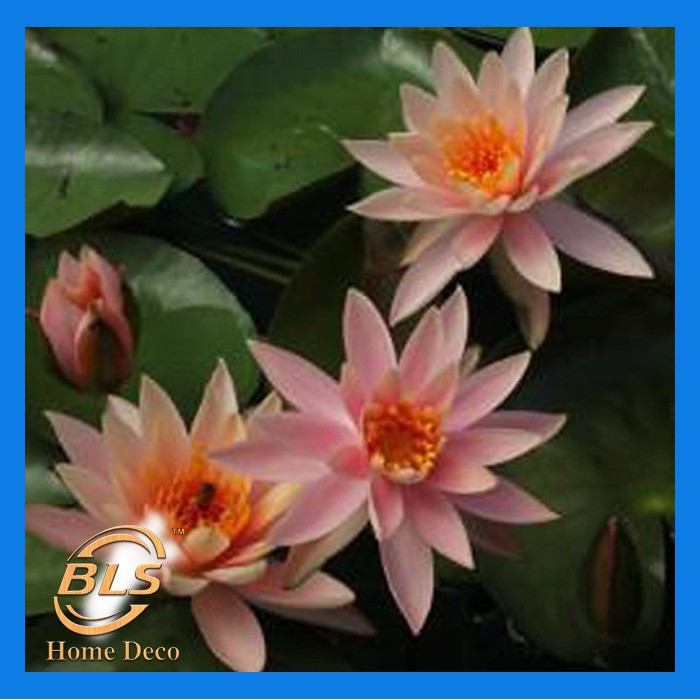 REAL WATER LILY PLANT BUNGA  TERATAI HIDUP  WITH POT  