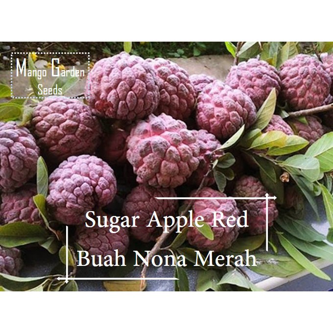 Rare Red Sugar Apple Fruits Seeds 10 Seed Big Pot Friendly Benih Buah Nona Merah Mango Garden Shopee Malaysia