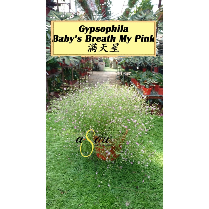 Buy Live Plant Gypsophila Gypsy Pink Baby S Breath My Pink 粉花满天星 Seetracker Malaysia