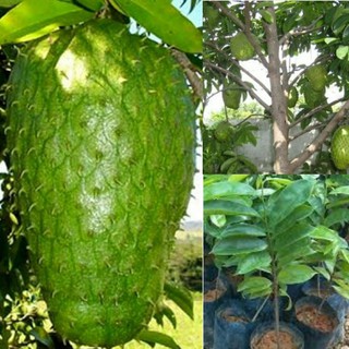 10 Pcs Benih Durian Belanda Soursop Seeds Shopee Malaysia