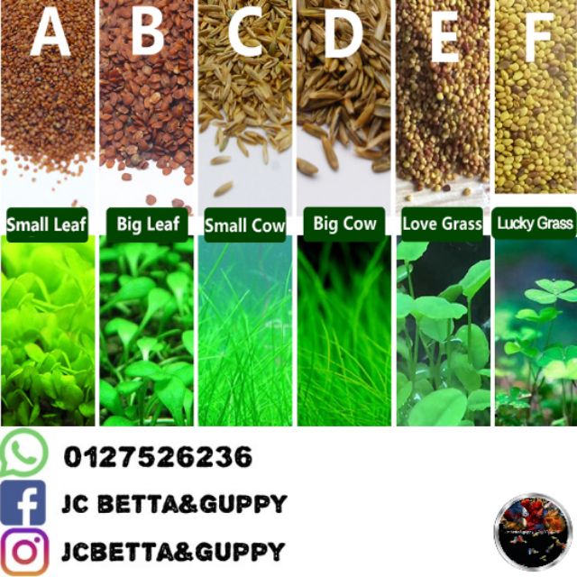 Aquascape plant seed - small leaf/big leaf/mini hair grass/long hair grass/love  grass/lucky grass | Shopee Malaysia