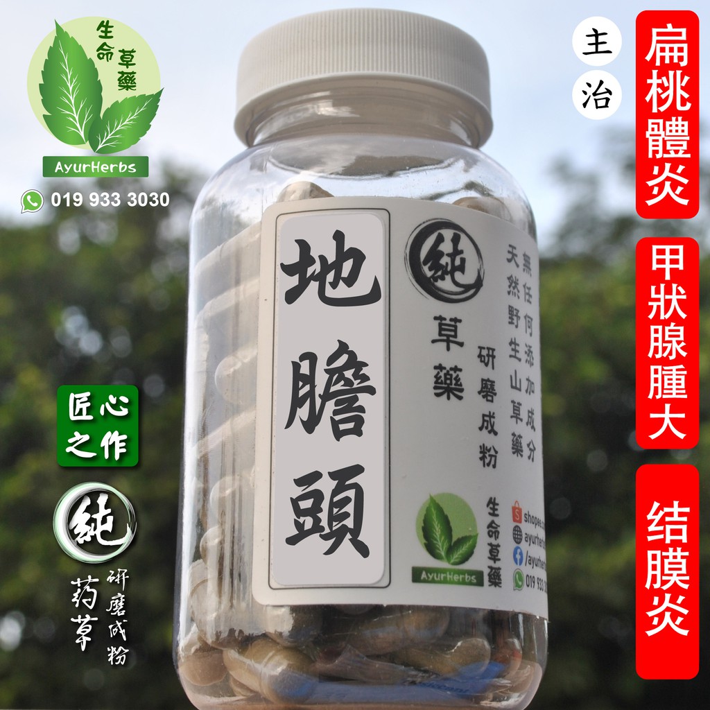 白花地胆头whiteflower Earthgallgrass 消肿化炎 Shopee Malaysia