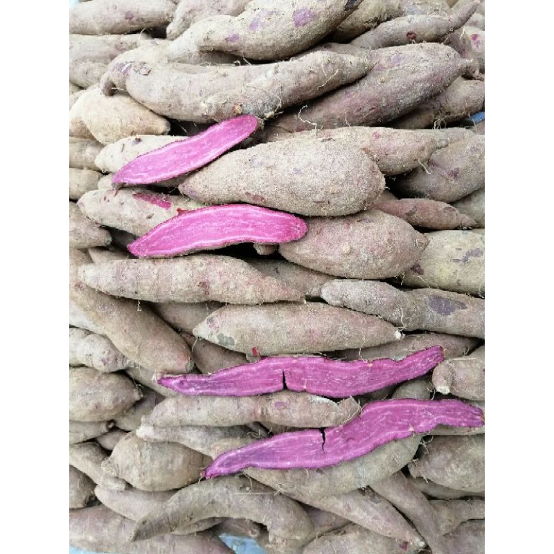 PURPLE SWEET POTATO (+/-800g MINI SIZE)