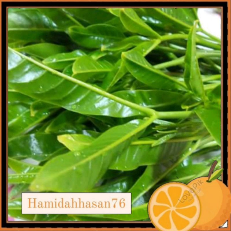 pokok ulam beka.cha om