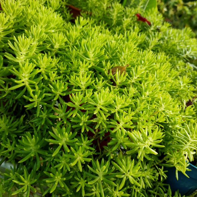 Succulent Sedum 多肉 黄金草 Shopee Malaysia