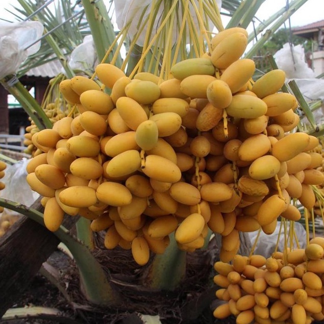 Date Palm Live Plant Pokok KURMA Bahee Hybrid dari Thailand sesuai dengan iklim di Malaysia untuk komersial atau hiasan