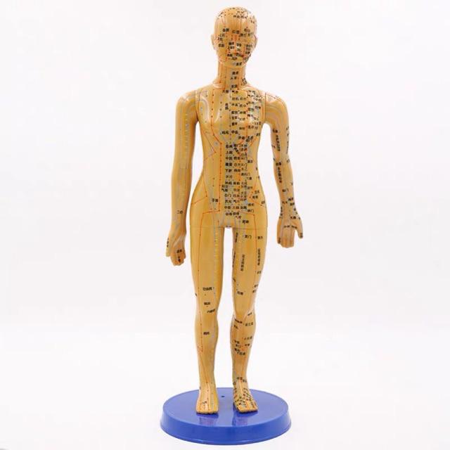 按摩人体模型人体穴位模型针灸模型男女模型经络针灸中医穴位通图 Shopee Malaysia