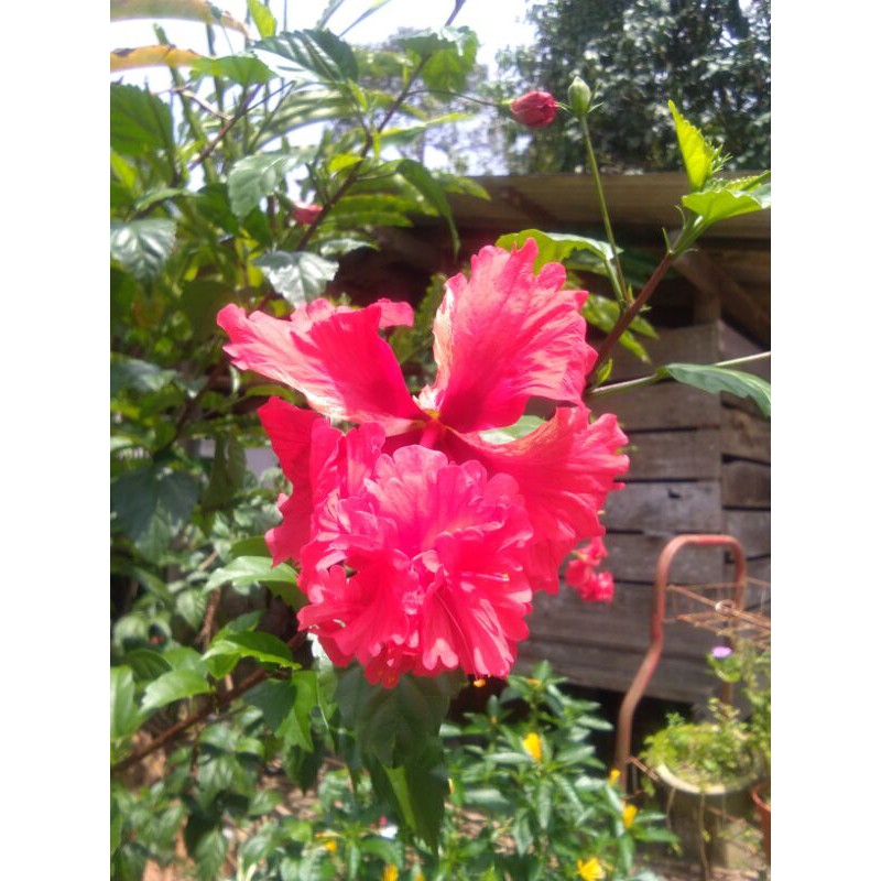 Buy Pokok Bunga Raya Merah Rare Daun Bunga Raya Fresh Hibiscus Plant By Sweetkys Seetracker Malaysia