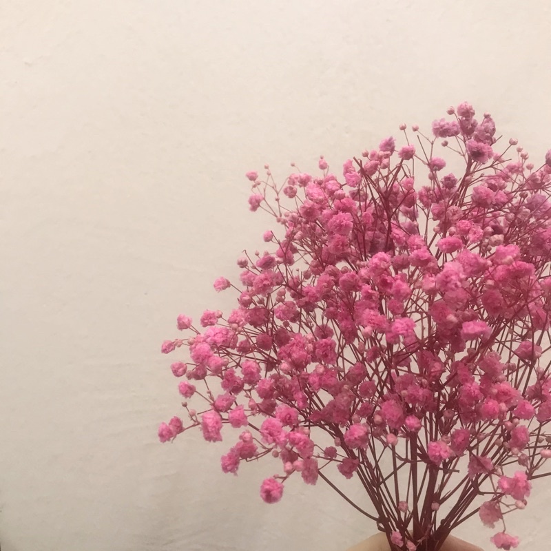 Preserved Baby Breath Flower 满天星花 Shopee Malaysia