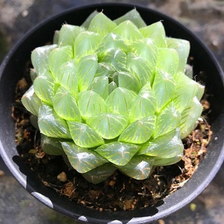 Succulent Plants 居家必备 透明大棵冰川玉露多肉植物十二卷系列组合盆栽樱水晶肉肉绿植花卉 Shopee Malaysia