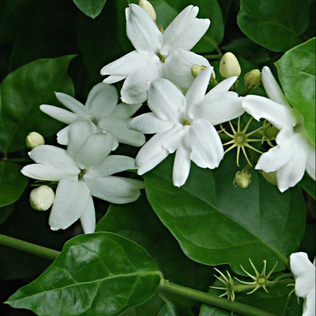 Pokok bunga melur  Jasminum sambac Fragrant Jasmine 