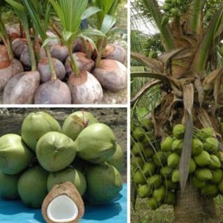 Benih Kelapa Pandan Kedah - BENIH TOKO