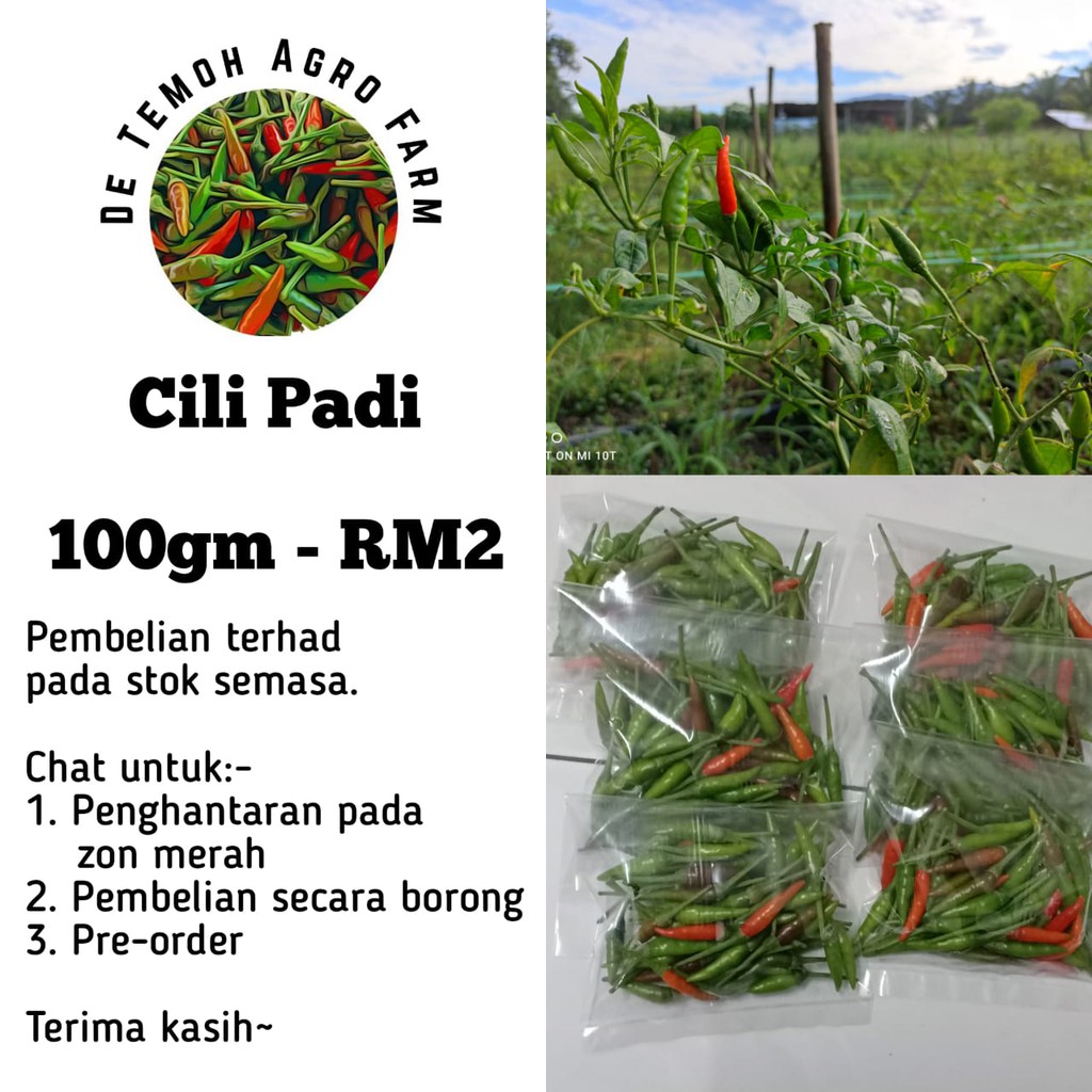 Cili 2021 harga padi sekilo Kenali Cili