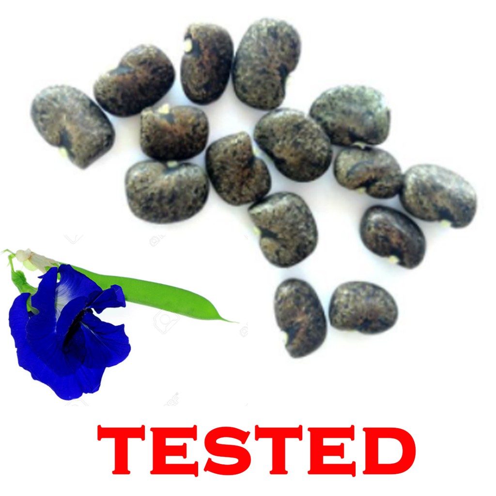 Buy Ready Stocks Butterfly Pea Flower Seeds Biji Benih Bunga Telang 蝶豆花蓝花种子 30 Pcs Seetracker Malaysia