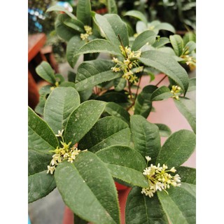 Sweet Osmanthus Plant Outdoor Flower Fragrance 桂花树室外植物 Shopee Malaysia