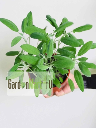 Buy Gnc Common Sage Herb Plant Herbs Pokok Herba 鼠尾草 Seetracker Malaysia