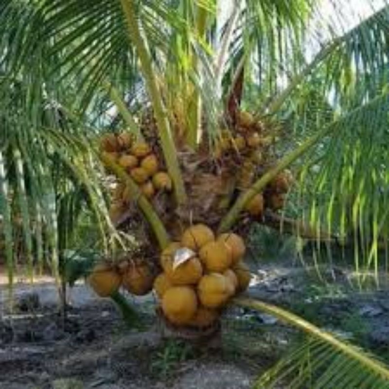 Pokok Kelapa Sgg Cn16 | Shopee Malaysia