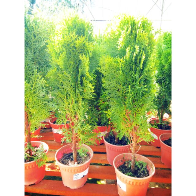 Pine Rhu Pokok Hiasan Panas Shopee Malaysia