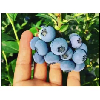 Seeds Dwarf Blueberry Plant Seed Malaysia Shopee Malaysia