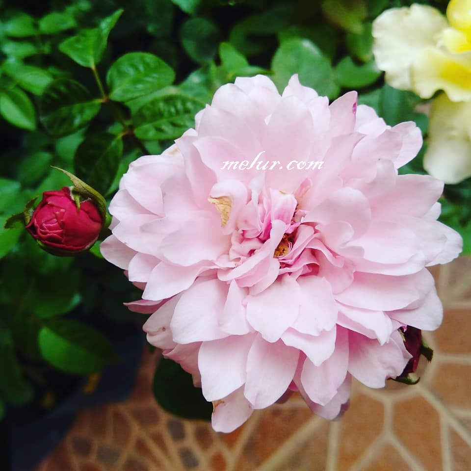 Pokok Bunga Ros Kahwin Damask Merah Jambu Pink Damask Shopee Malaysia