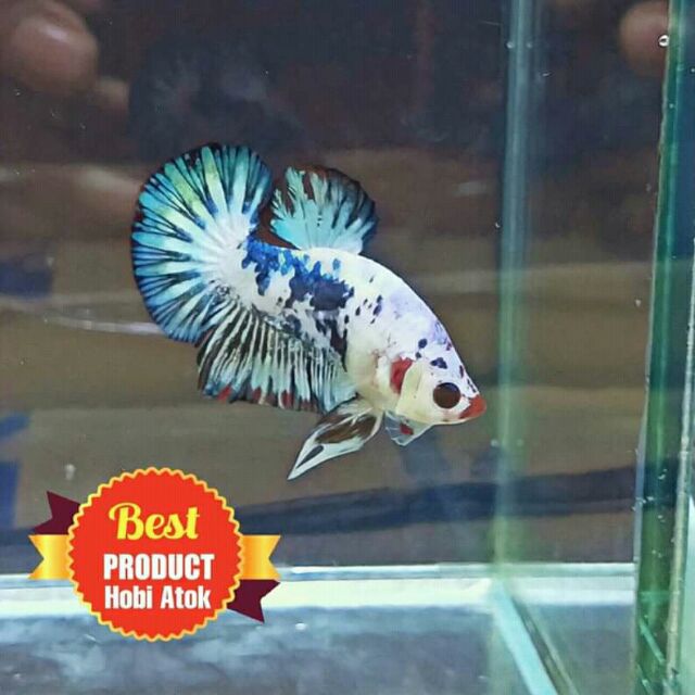 Makanan Anak Ikan Laga Fry Betta Shopee Malaysia