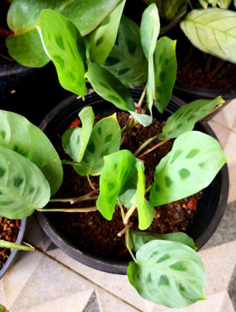  Calathea  Levonero  real plant Shopee Malaysia