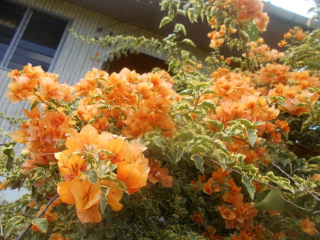 Keratan Batang Bunga Kertas Thailand Malaysia Bougenville Bougainvillea Shopee Malaysia