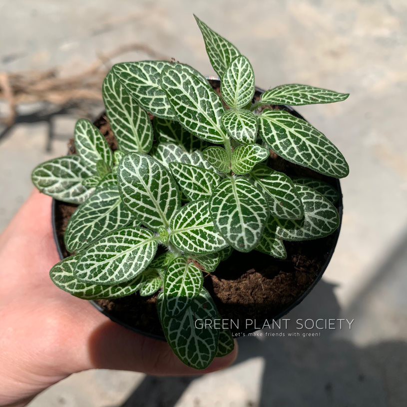 GPS Green Plant Society Fittonia Indoor Plant (Small Green Leaves
