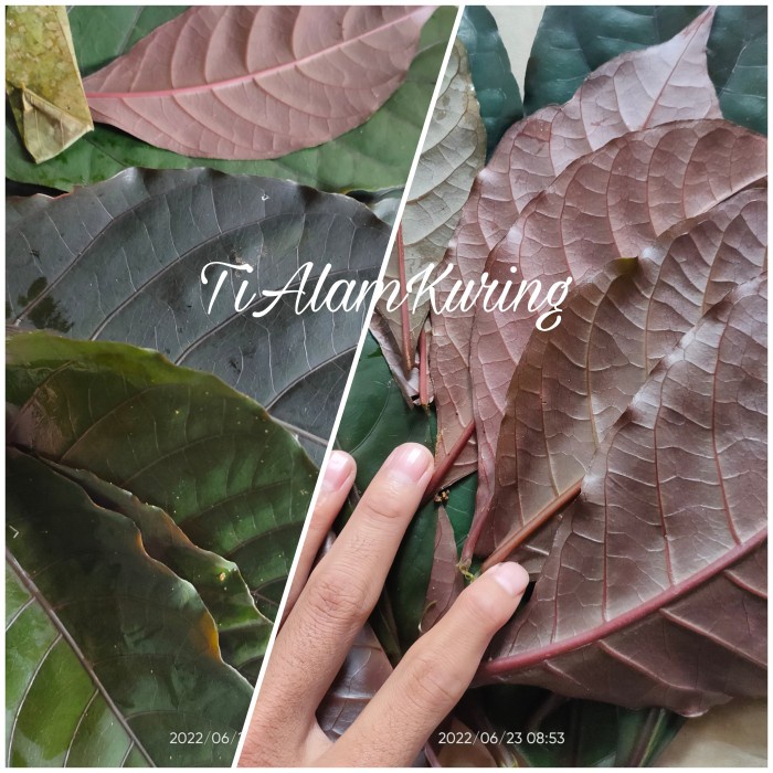 UNGU Purple Leaves Handelem 500gr Handeuleum Hideung Coffee Directly