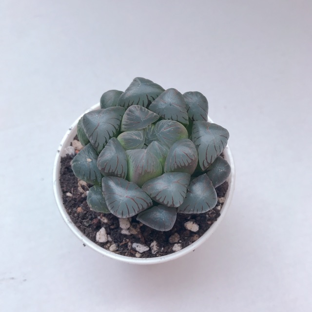 Succulents Haworthia Cooperi Ice Lantern” 潘氏冰灯 玉露 多肉植物 Without Pot