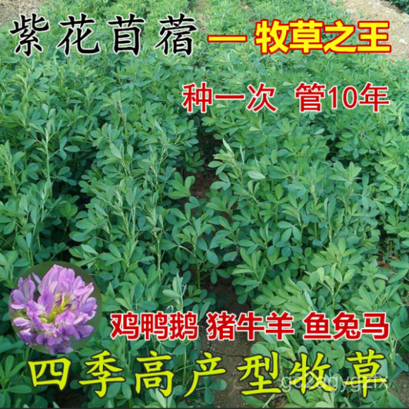 E9vi 紫花苜蓿草种子多年生苜蓿种子四季高产苜蓿菜猪牛羊鸡鱼牧草种子 Shopee Malaysia