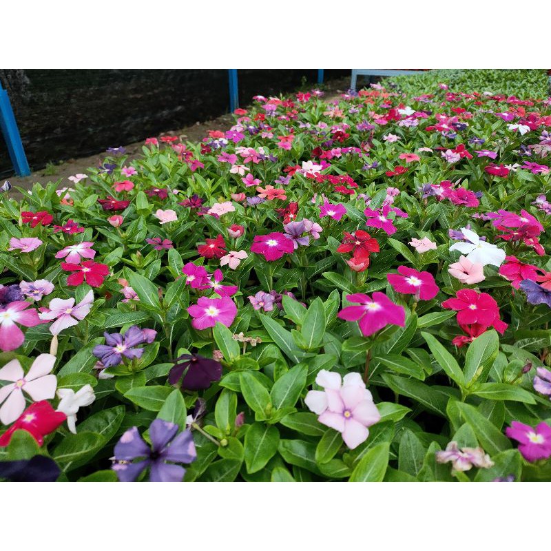 POKOK BUNGA  VINCA  KAMUNTING CINA RANDOM WARNA  1POKOK RM5 